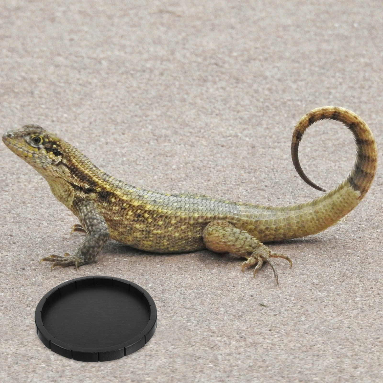 

Tortoise Water Bowl Small Portable ABS Reptile Feeding Dish Multifunctional Water Food Bowl for Lizards Turtles Snakes