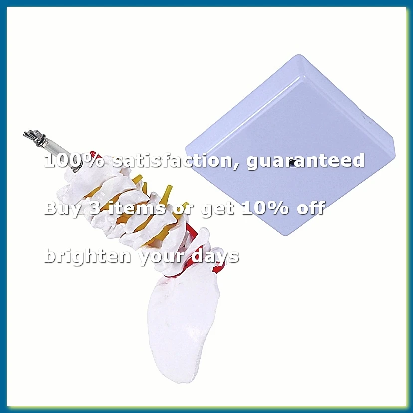 ●Cervical Vertebra Arteria Spine Spinal Nerves Anatomical Model Anatomy for Science Classroom Study Display Teaching Model-ABFB