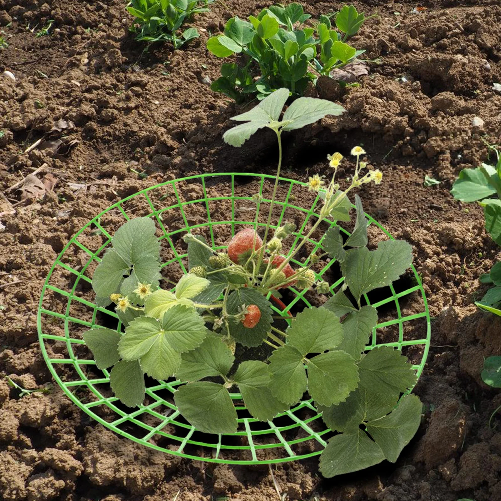 

4Pcs Strawberry Planting Racks Vertical Climbing Support Stable Plastic Frame for Balcony Garden Healthy Growth