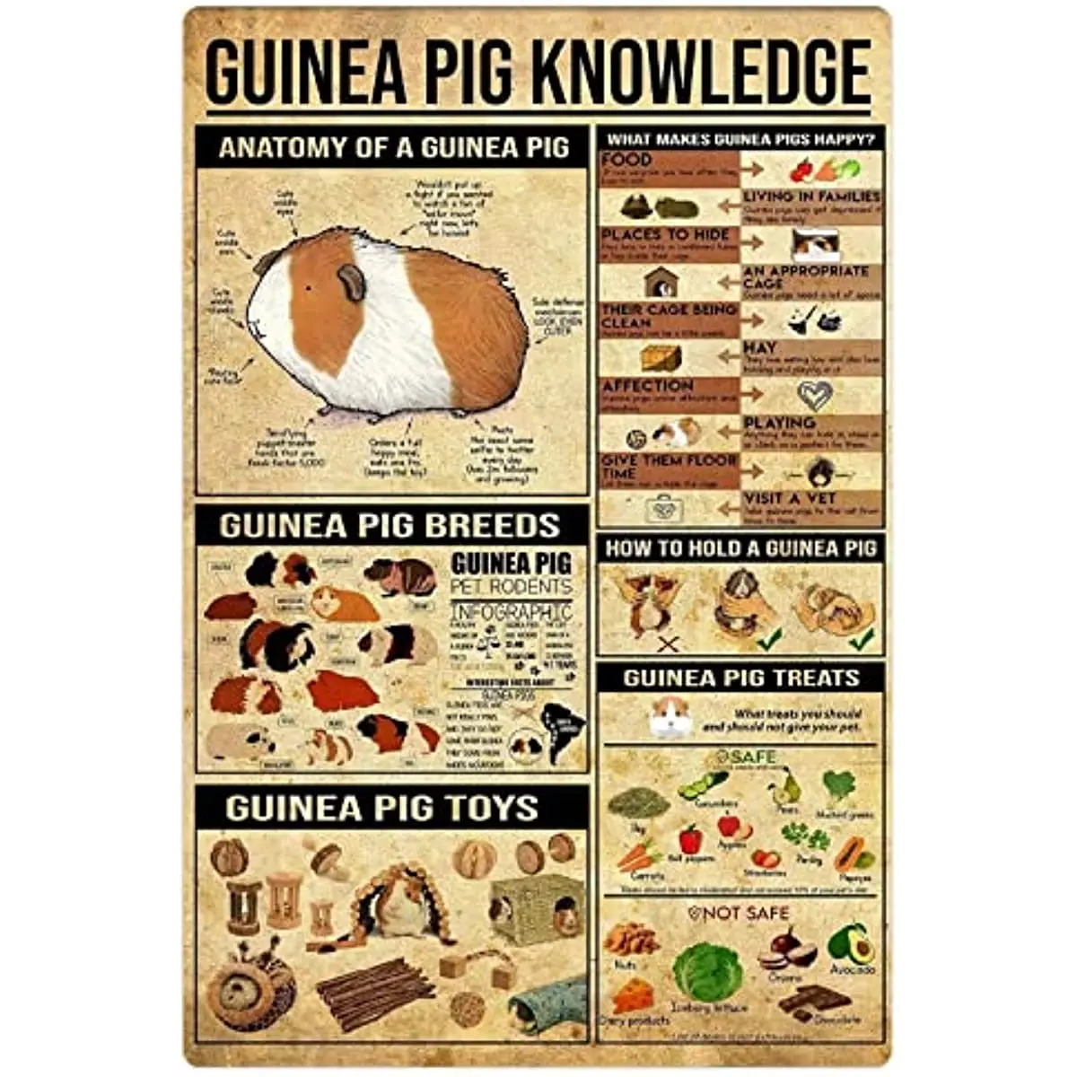 Guinea Pig Knowledge Metal Tin Signs Guinea Pig Infographic Posters Animal Encyclopedia Plaque Decoration Classroom