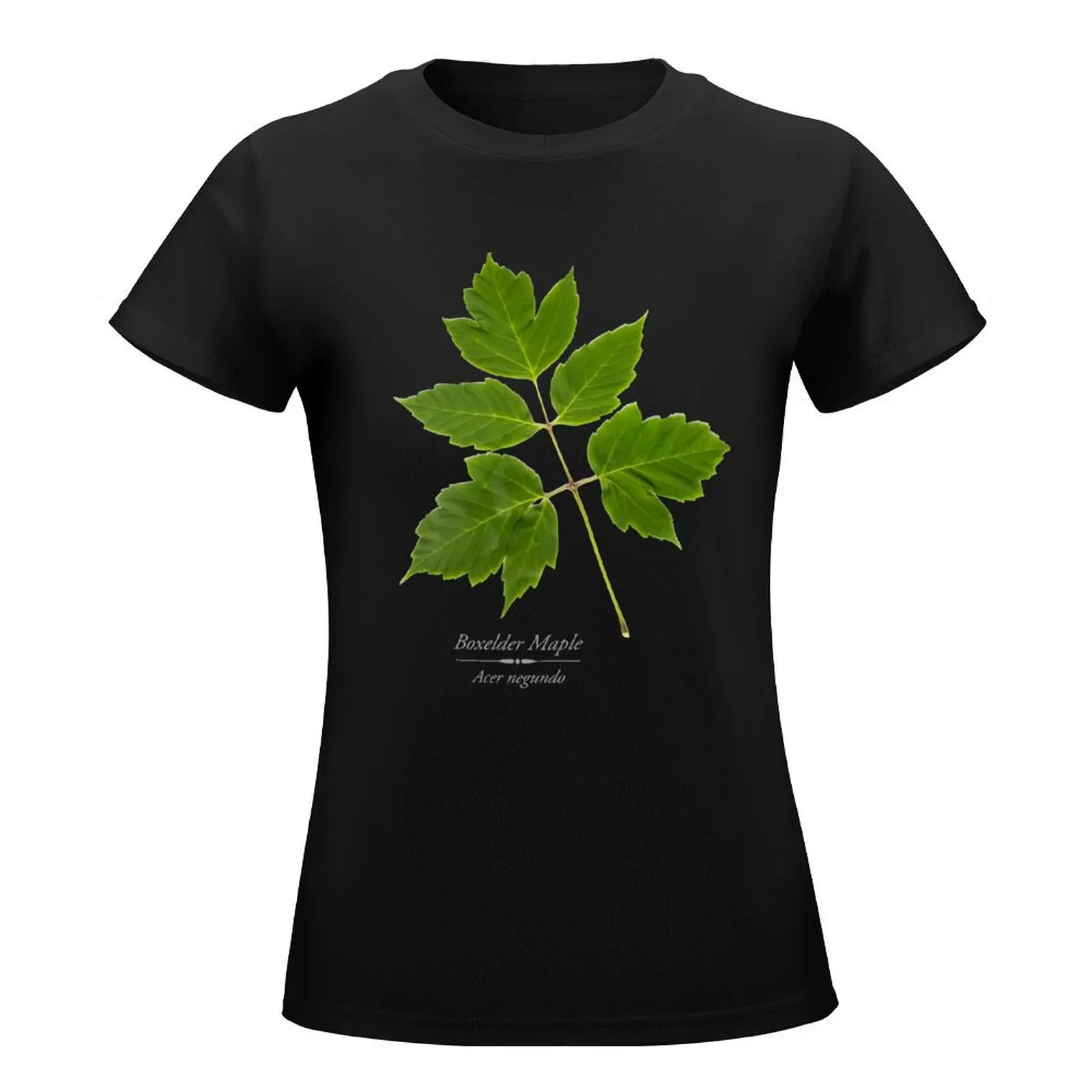 Box Elder Maple Tree T-Shirt tops anime clothes Female clothing Women's cotton t-shirt