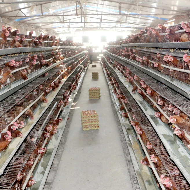 Small-scale Farm A-type Chicken Coop  Commercial Poultry Farming Type Chicken Cage Layer Chicken Battery Cage for Sale