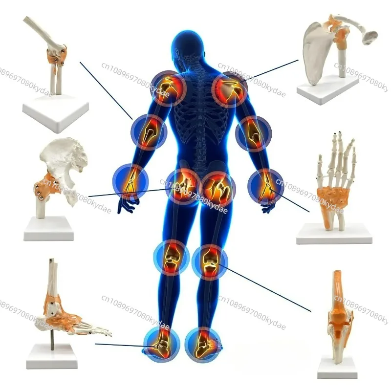 Human Joint Model Knee/shoulder/elbow/hand/foot/hip Joint Bone Model and Ligament Medical Teaching Supplies