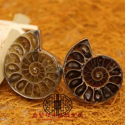 Ridimensionabile donna uomo lucido vero Ammonite conchiglia conchiglia piatta naturale FStone anello classico per gioielli