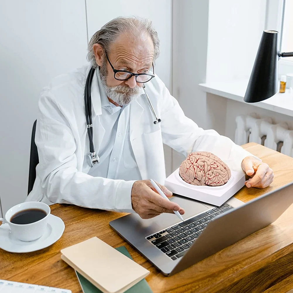 인간 뇌, 실물 크기 인간 뇌 해부학 모델, 디스플레이 베이스 포함, 과학 교실 학습 및 교육용 디스플레이 B