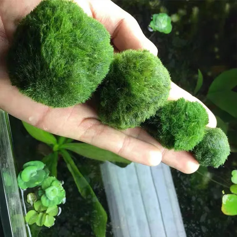 Bolas de Musgo Marimo Vivas, Bolas de Algas Verdes Simuladas, Decoración para Acuarios, Peceras y Camarones
