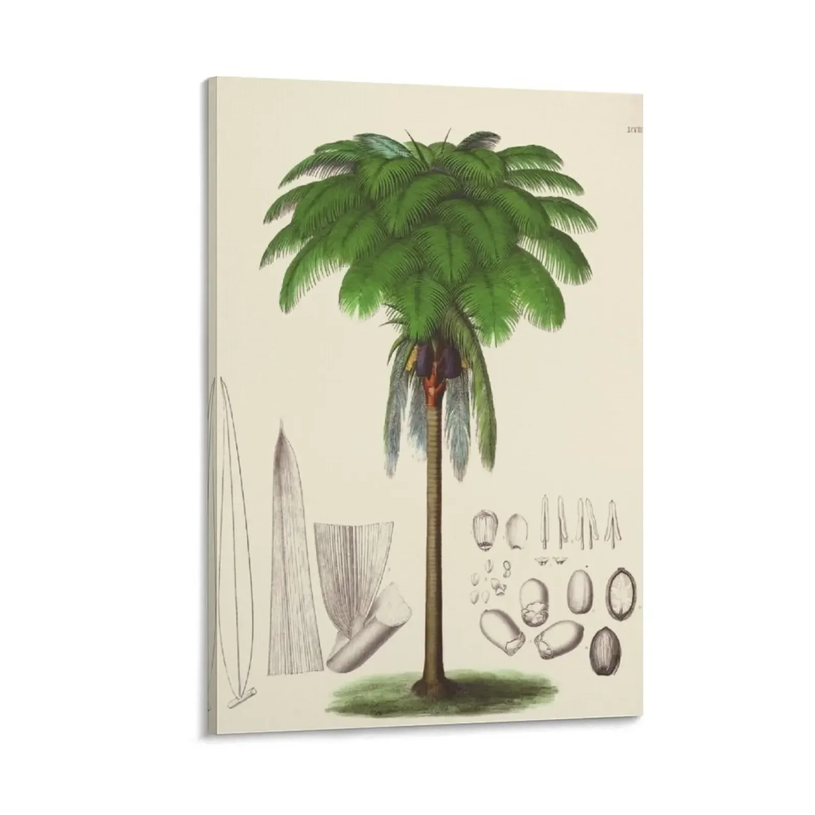 

Vintage botanical illustration - Jessenia Polycarpa - Tree fern family Canvas Painting painting pictures for wall
