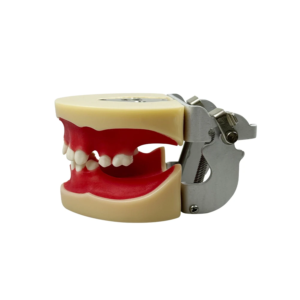 

Модель имплантации отсутствующих зубов, обучающая модель для исследования зубов, обучающая модель для студентов-стоматолога, обучающий режим