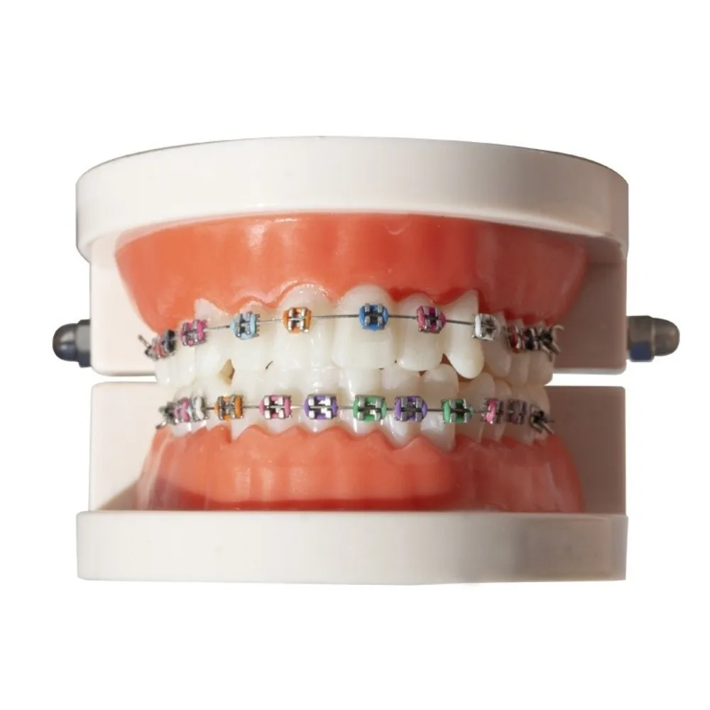 Standard Dental Typodont Teeth Model Demonstration Adult Typodont Standard Teaching Model Orthodontic Metal Bracket