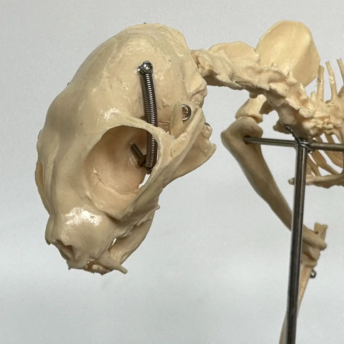 Cat Skeleton Anatomy Model Kit Anatomical Bones Jaw Knee Head Skull Specimen for Veterinary Teaching