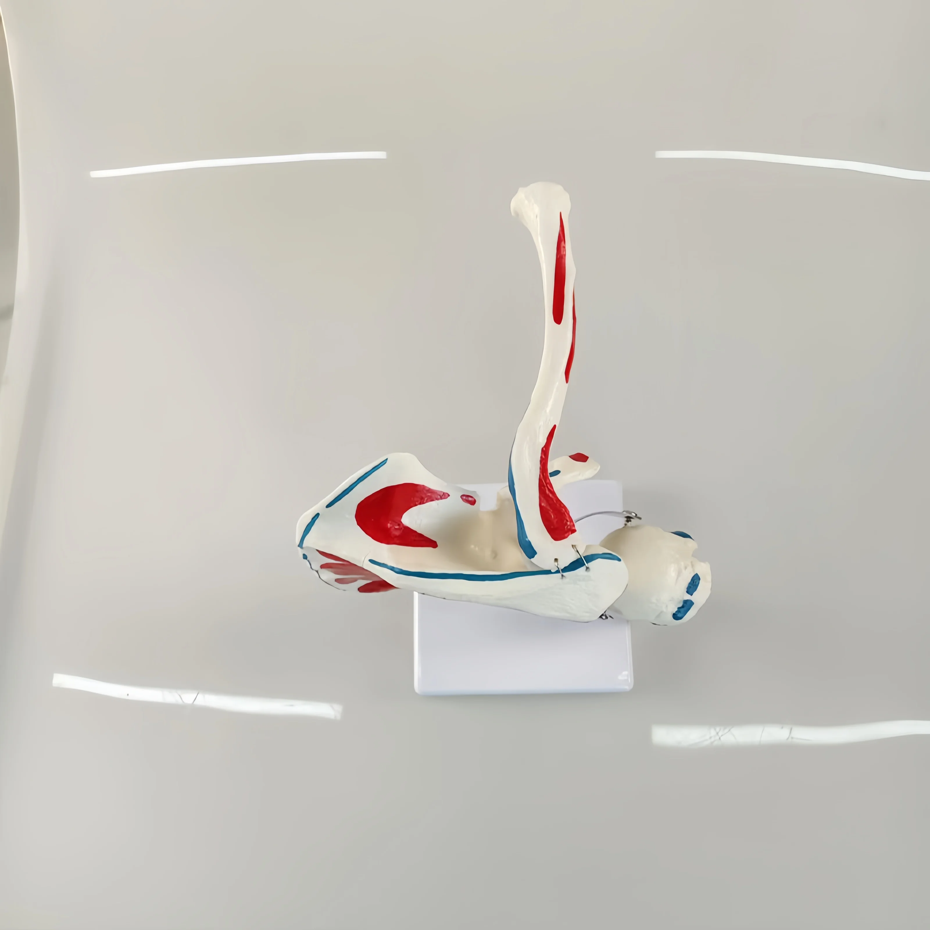 Hot Selling Quality Shoulder Joint Model With Muscle Starting and Ending Points Factory Direct Selling Medical Training Model