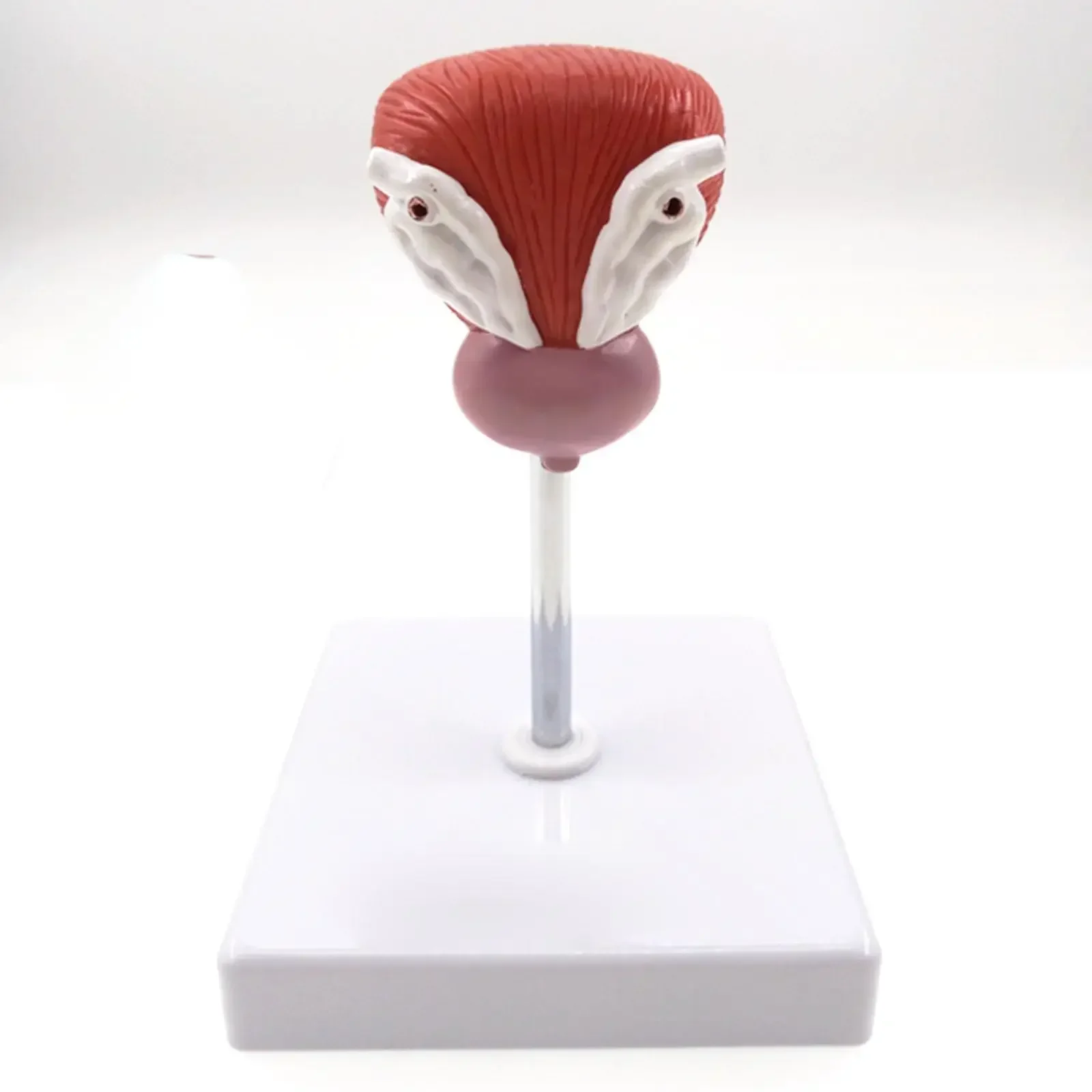 PVC Natural Life Size Anatomical Human Urinary Bladder Prostate Model Medical Urology Anatomy