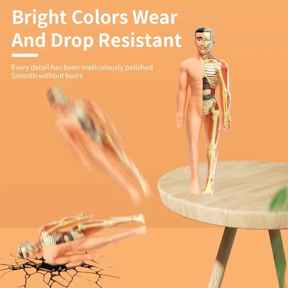 Modelo de corpo humano 3d para crianças, esqueleto de anatomia, montagem de órgão diy, brinquedos educativos de aprendizagem, ferramenta de auxiliares de ensino biológico escolar