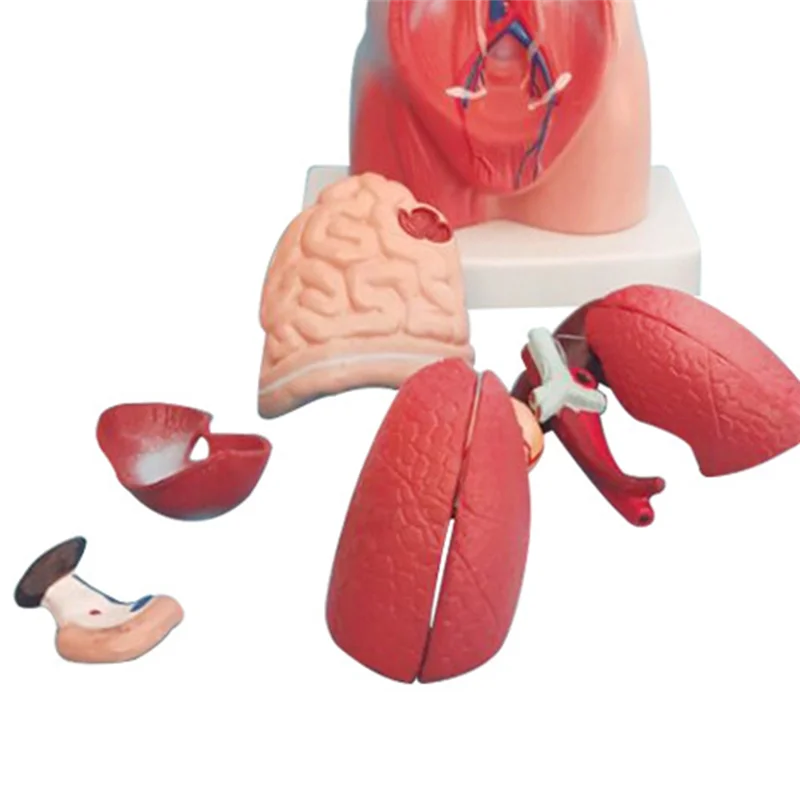 

Torso Mannequin Anatomy Doll 15 Removable Parts Educational Organ Model Human Internal Organ Anatomy Model