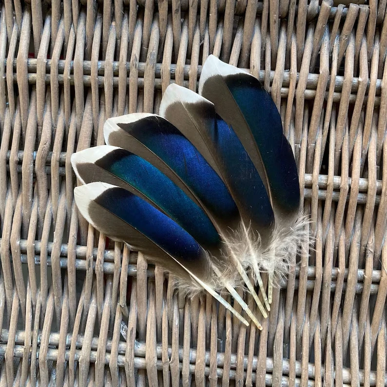 

50Pcs Blue Mallard Feathers Natural 10-15CM Feather Plumes for DIY Crafts Wedding Decorations Party Handmade Accessories