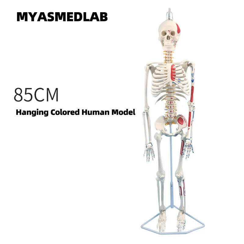 85cm Human Skeleton Model, Full Body Skeleton Human Model, Adult Small Skull Teaching Spine Model