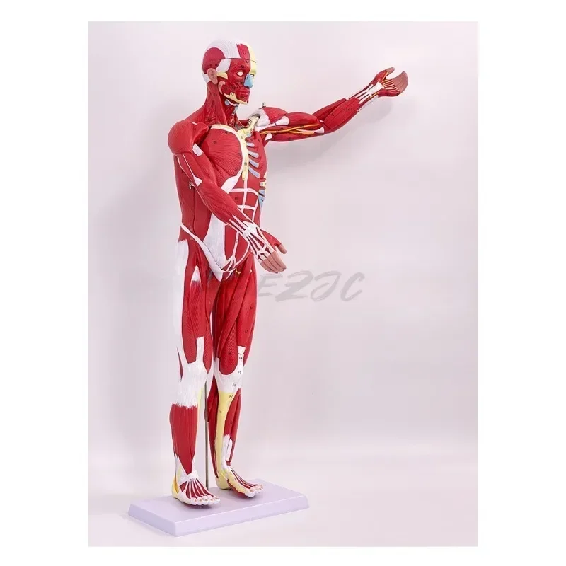 80CM Human Whole-body Muscle Model Visceral Organ Anatomy Tissue Disassembly Movement Muscle and Visceral Anatomy