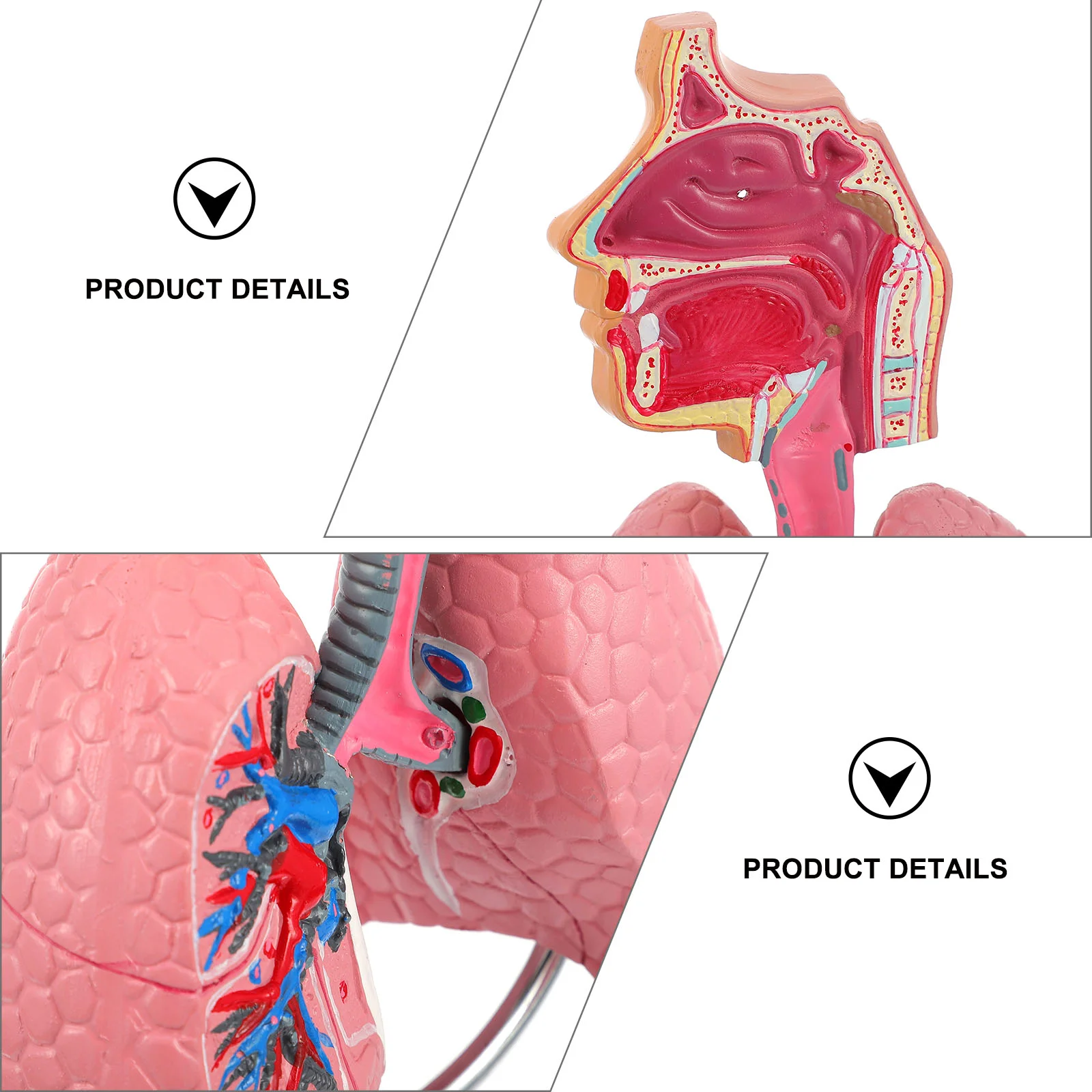 ระบบทางเดินหายใจรุ่น Lung Display Vivid การสอนการแพทย์เครื่องมือที่มีประโยชน์ Pvc มนุษย์