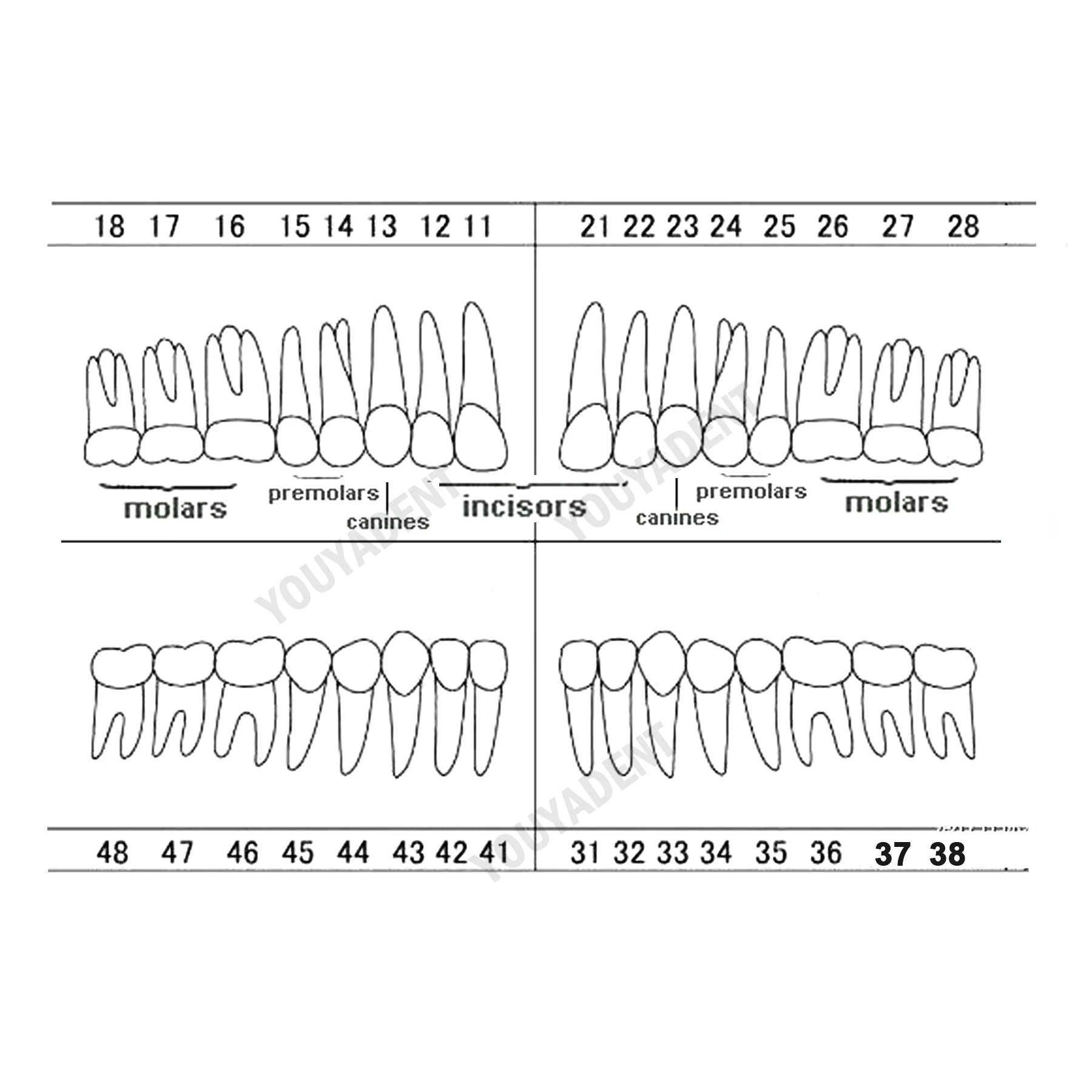 10Pcs Replacement Tooth Particles Compatible NISSIN 200 Type Teeth Model For Dental Preparation Training Teaching Resin Material