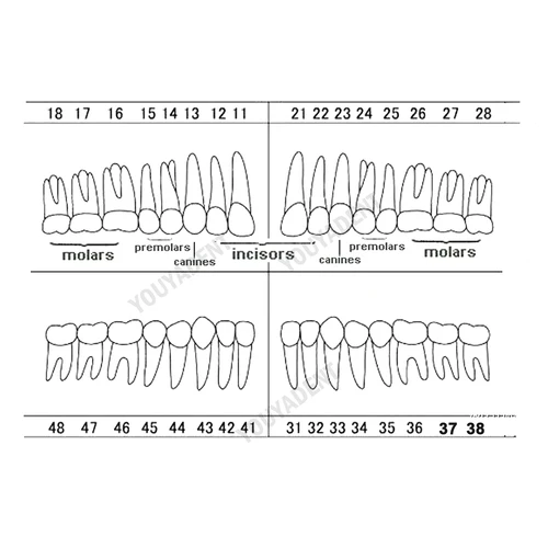 Imagen 2 del producto Partículas de dientes para piezas de repuesto, modelo de dientes Compatible con NISSIN 200, Material de resina para entrenamiento de preparación Dental