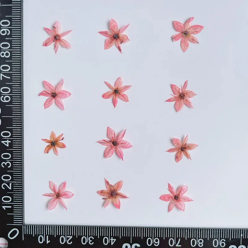 0.7~1CM Head/24PCS Real Natural Dried Pressed Leek flower Heads,Dry press Tiny Star Flowers For Craft Resin Jewellery,Nail Art