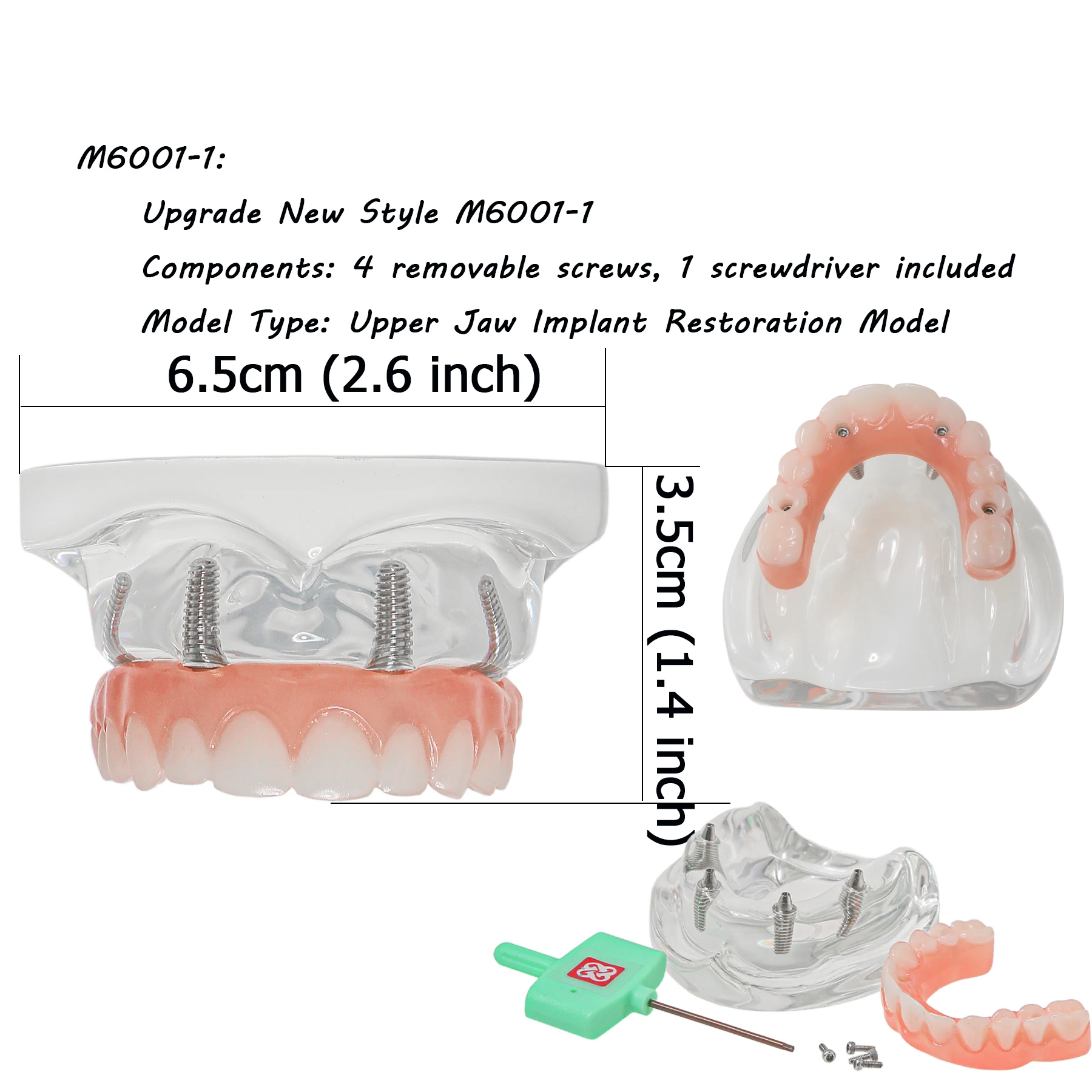 Dental Teeth Model All-on-4 Dental Implant Model Overdenture Upper Jaw 4 Implant Clear Detachable Screws M6001-1