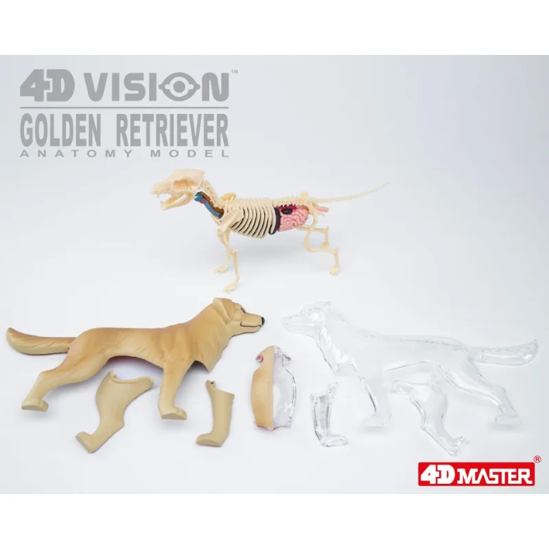 4D Vision Golden Retriever Organ Anatomy Model Sea Animal Puzzle Toys for Kids and Medical Students Veterinary Teaching Model