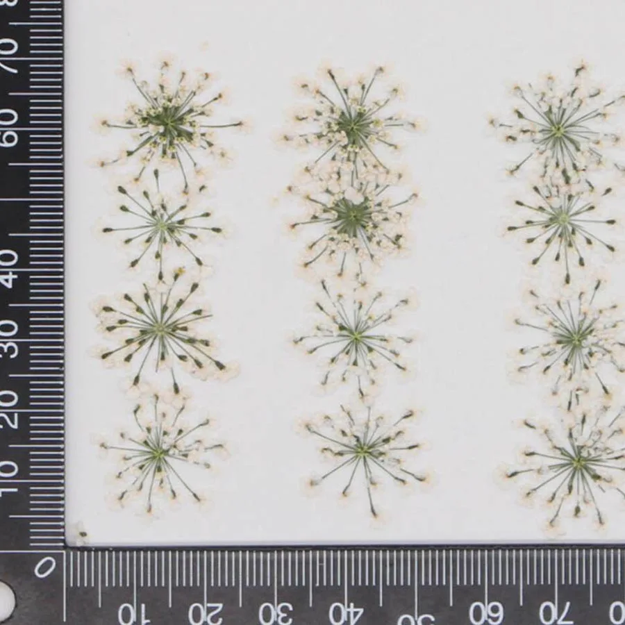 60pcs Pressed Dried 15-20mm Ammi Majus Flowers Plant Herbarium For Jewelry Postcard Invitation Card Phone Case Bookmark DIY