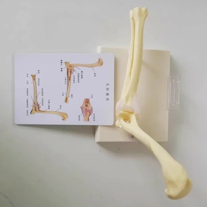 Dog Canine Elbow Joint Model Veterinary Teaching Research Animal Skeleton Anatomy Model Display