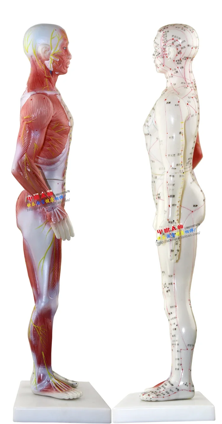 Male Human Acupuncture Points&Muscle Model Acupuncture Point Chinese Body Model for Acupuncture Point Muscle Anatomy