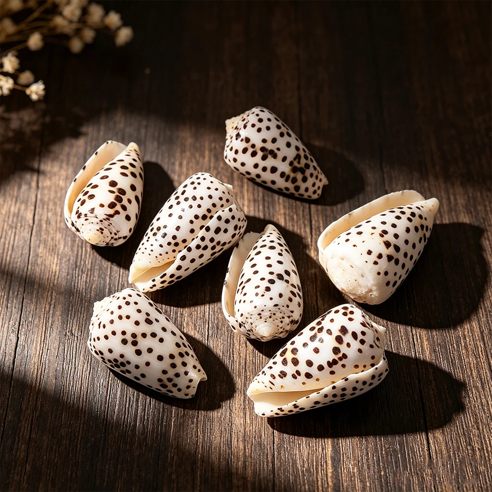 1Pcs Brown Dotted Conch Seashell Aquascaping Decoration Handmade DIY Jewelry Making Supply For Terrarium