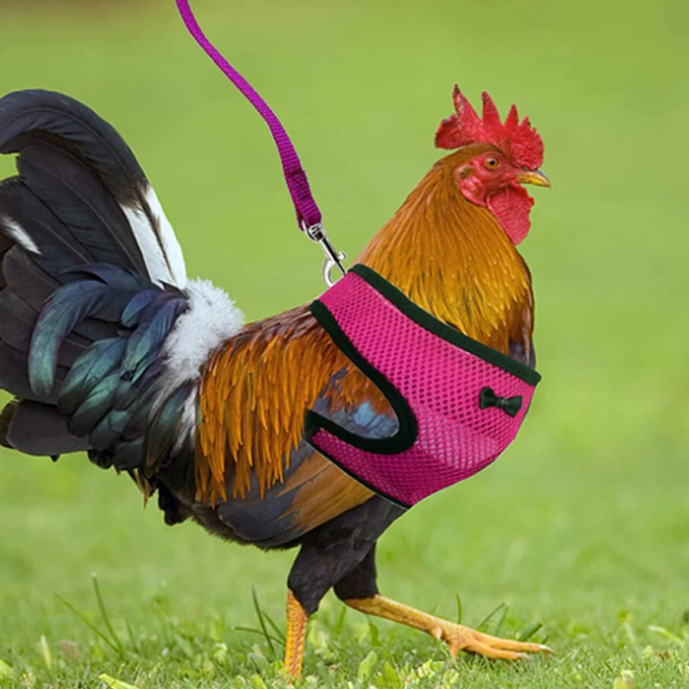 

Pet Chicken Harness Leash Set Sturdy Material Easy Use Home Park Training Decorative Fun Lightweight Portable Chicken Leash