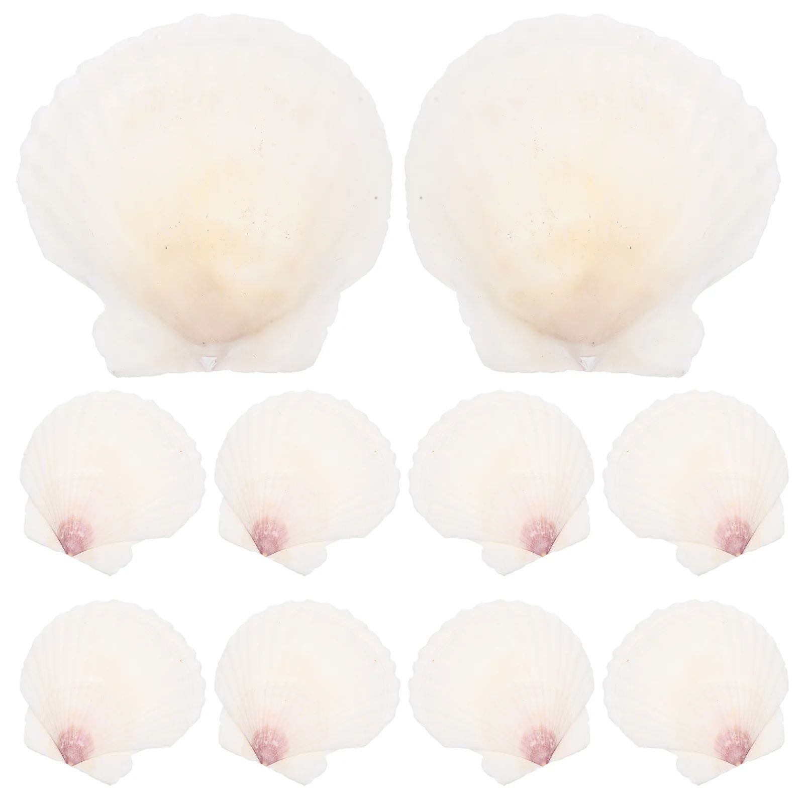 

10 Pcs Natural Shell Decoration DIY Handicraft Accessory Seashells Crafts Fish Tank Decorations Household Home