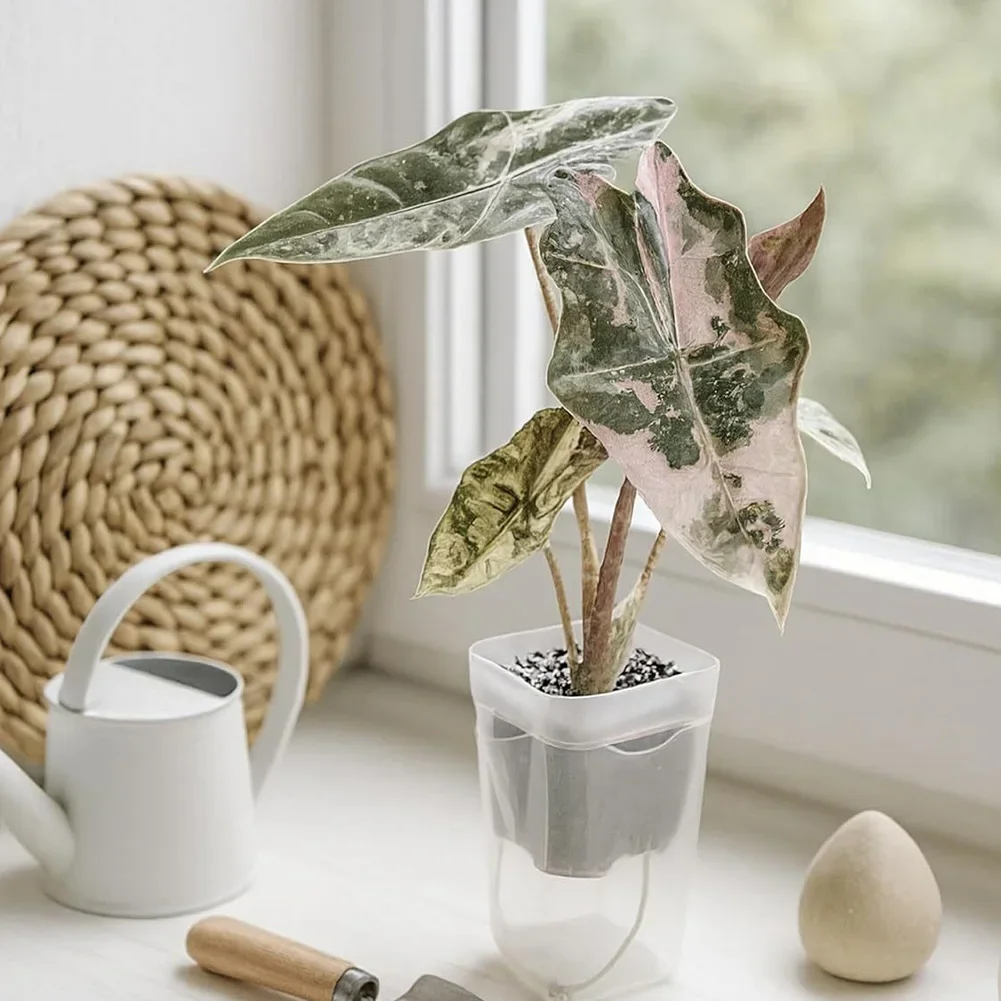 12Pcs Transparent Self Watering Square Pots with Dry and Wet Separation for Small For succulent and Houseplants