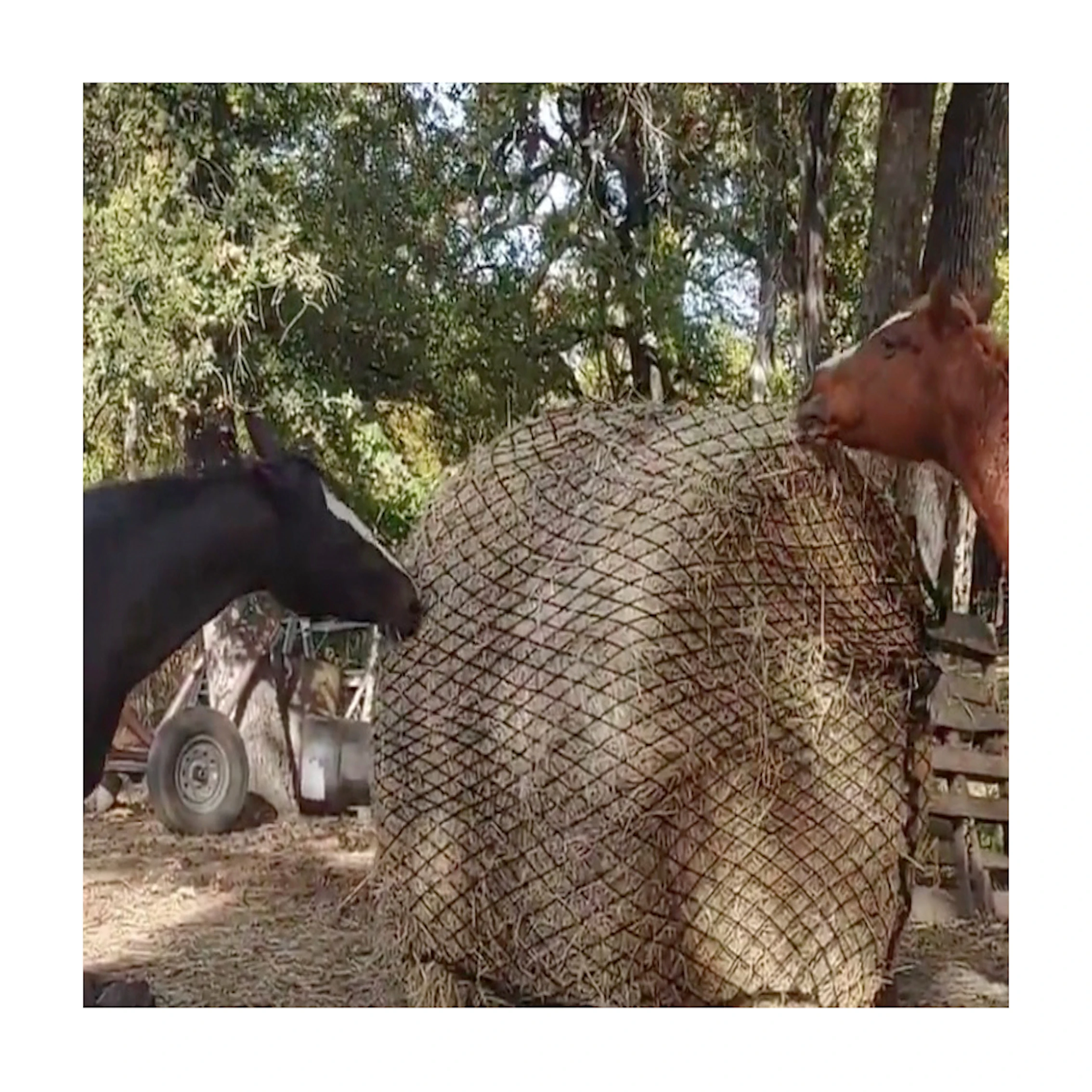 

2025 Horse Equestrian Nylon Hay Net Health Horse Slow Feeder for 6x6ft 5x4ft