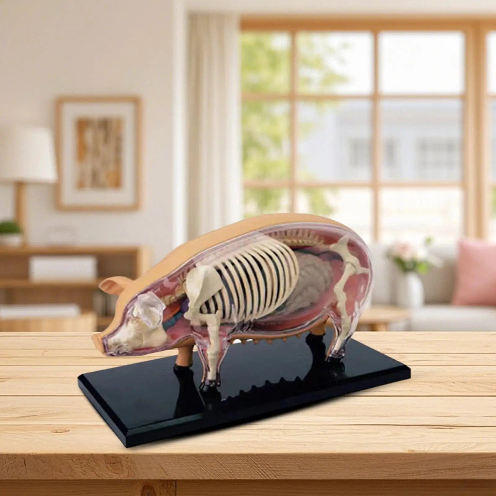 Modelo de anatomia do suíno destacável-idiílio de ensino de biologia veterinária brinquedo de demonstração científica destacável para clínicas de animais de estimação em sala de aula