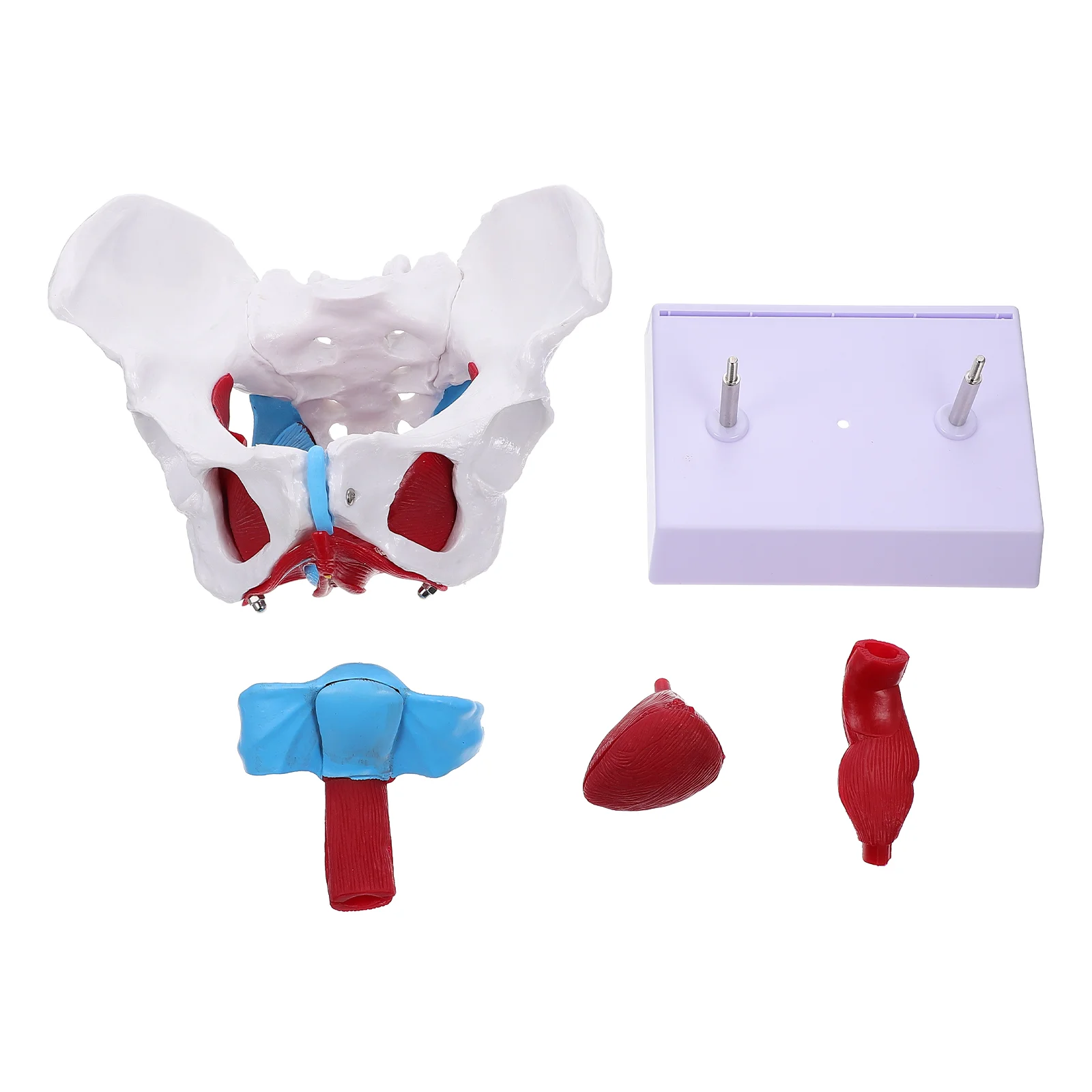 Pelvic Uterus Model Female Anatomy Medical Organ Anatomical Unbreakable Pvc Pelvis for Teaching Floor