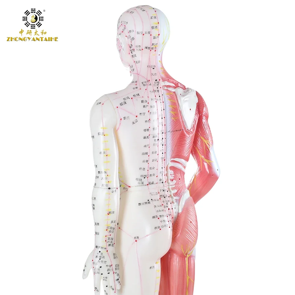 Male Human Acupuncture Points&Muscle Model Acupuncture Point Chinese Body Model for Acupuncture Point Muscle Anatomy