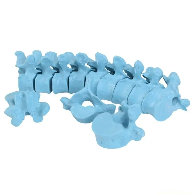 Thoracic Vertebrae Skeletal Model Human 12 Section Thoracic Spine Skeleton Model