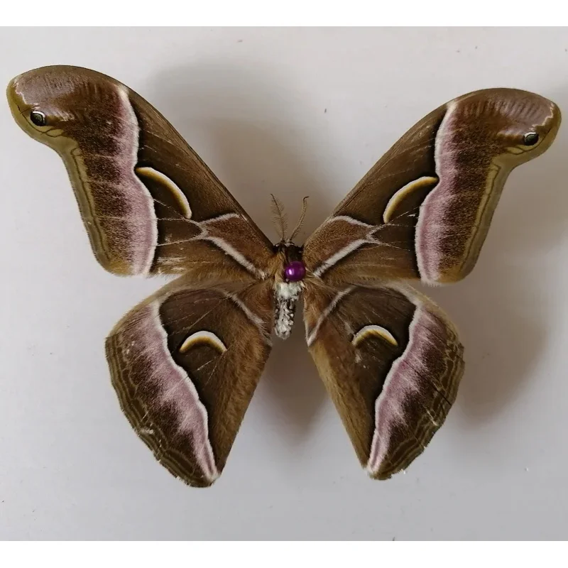 

Ailanthus davidii, Samia wangI (Naumann et peigler), butterfly specimen, moth insect specimen