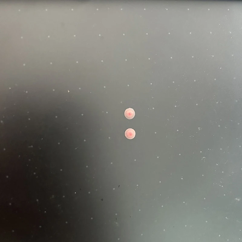 1/6 مقياس أنثى مقلد الحلمة سيليكون ملصق سلس الجسم الملحقات صالح 12 ''TBL PH JIAOU شاحب الجلد العادي عمل الشكل