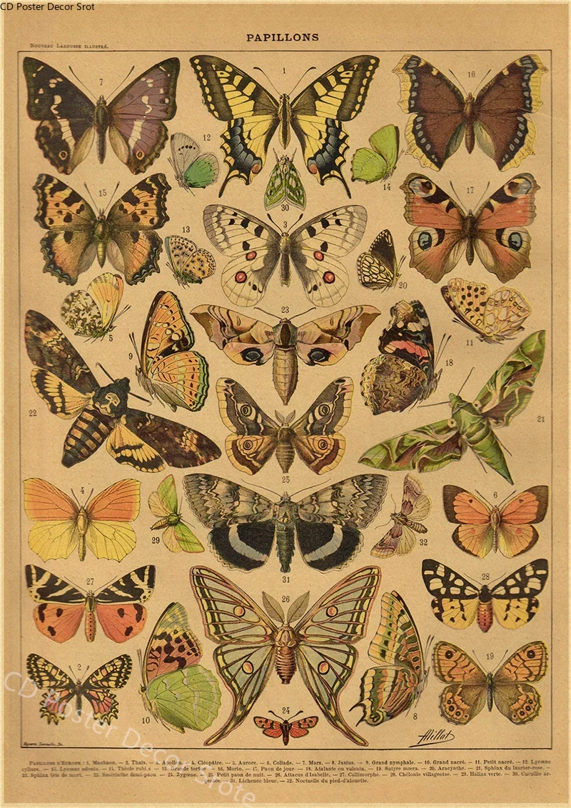 Butterfly Insect Flower Mushroom Poster Botanical Educational Kraft Paper DIY Vintage Home Room Bar Cafe Decor Art Wall Painting view 3