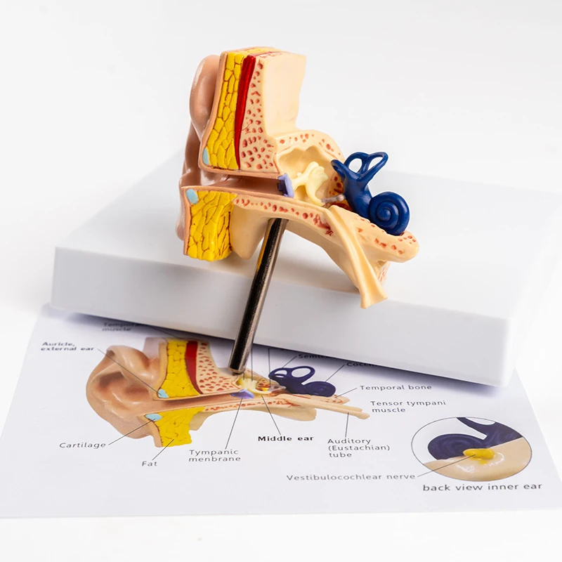 

Модель структуры ушей Анатомическая модель уха Внешняя внутренняя система слуховой системы Ушная структура Медицина Учебное пособие
