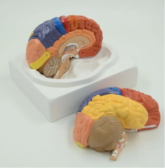 

Brain Functional Area Model Human Anatomical Medical Skills Training Simulator Educational Assistance Equipment Teaching Tool