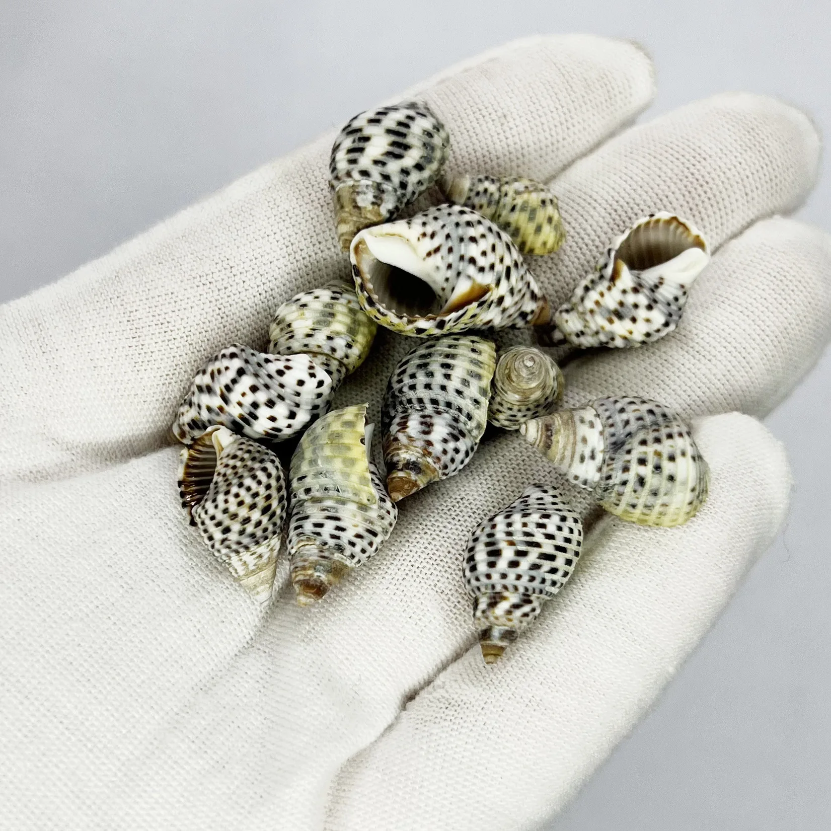 Natürliche Muscheln und Seeste – Aquarium And Marine Bewertung und Preis