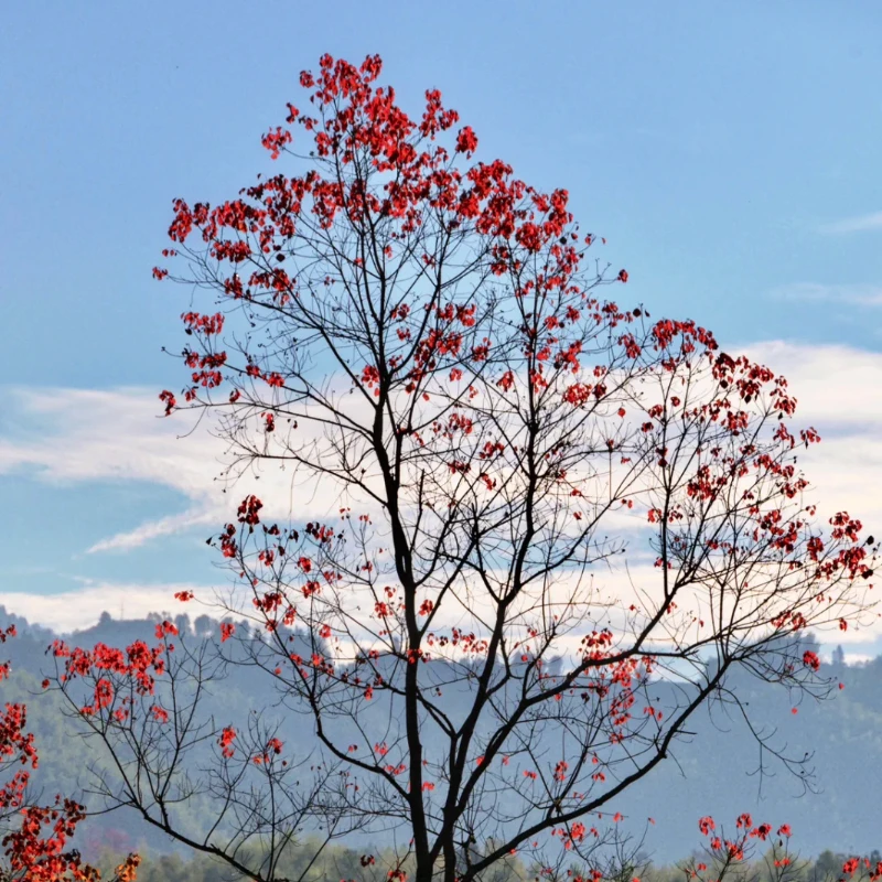GEPRC Triple Feed Patch Array 5,8G antena-14,4dBi parches de 7 acoplamientos Lóbulo lateral bajo RC FPV VTX accesorio de vídeo de largo alcance