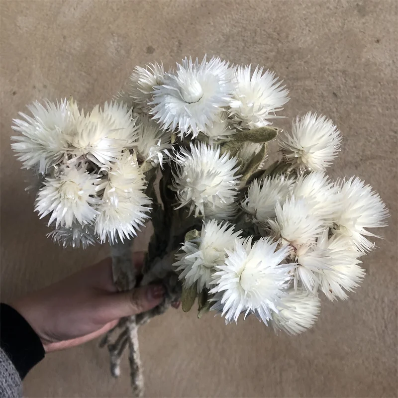 

Beautiful Dried Rock Flower For Bridal Bouquet Dried White Snow Lotus Flower for Wedding, Farmhouse Decor, Home Party Decoration