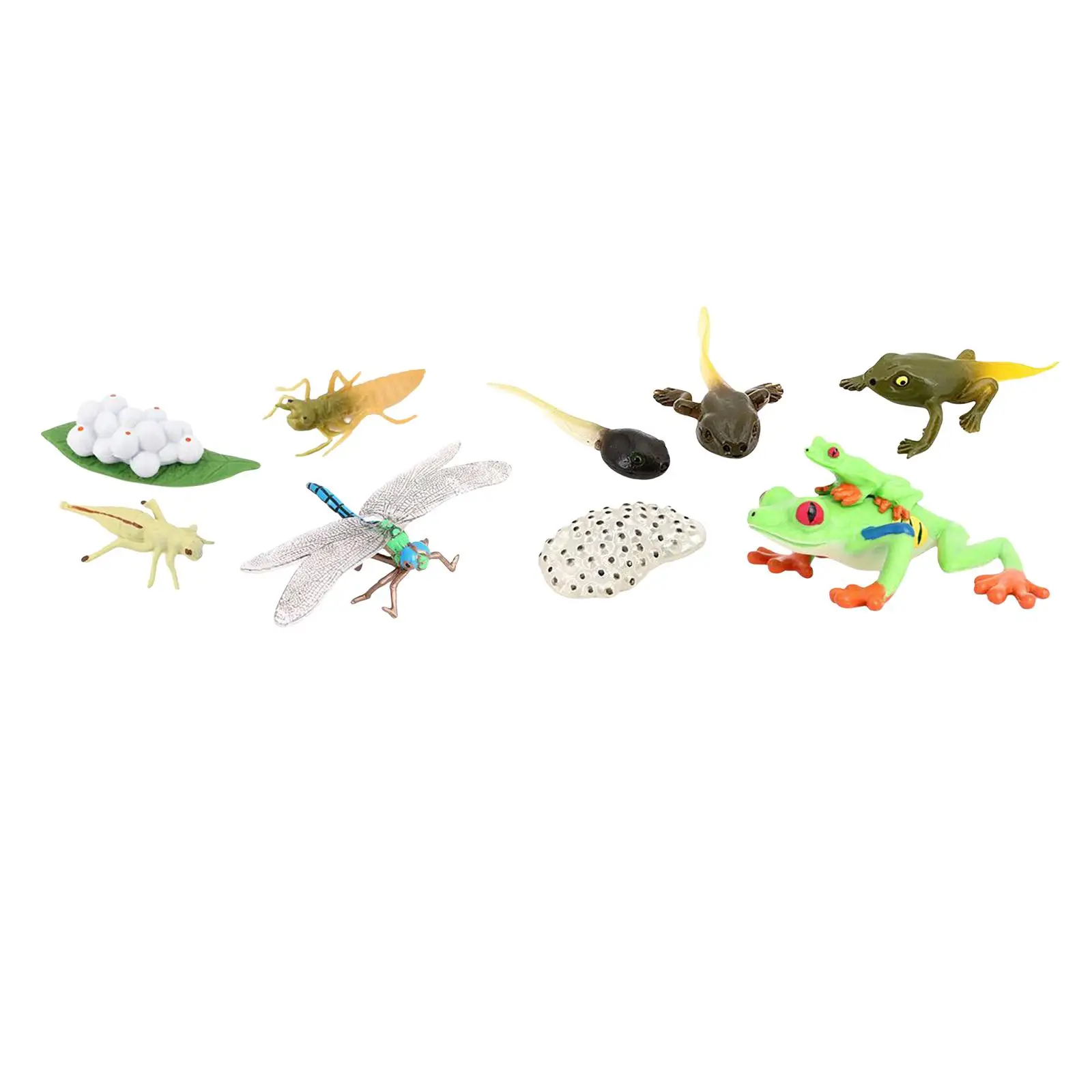 life Cycle Figurines Toy ,Red Eyed Tree Frog Figures ,Dragonfly Figures ,Early Education, Growth Stage Model for Kids