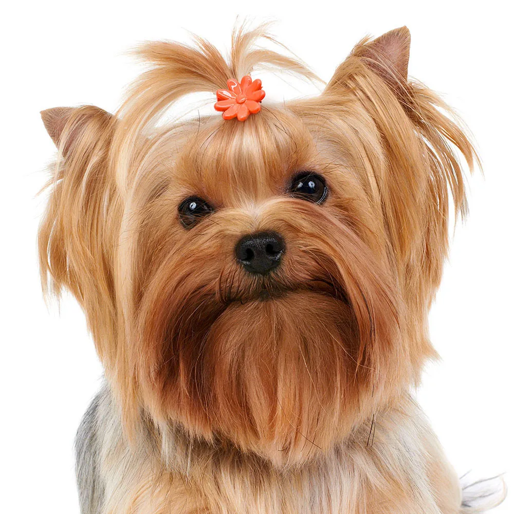 Pinces à cheveux colorées pour petits chiens, accessoires pour cheveux de chien, épingle à cheveux couronne mignonne pour chien, fournitures de