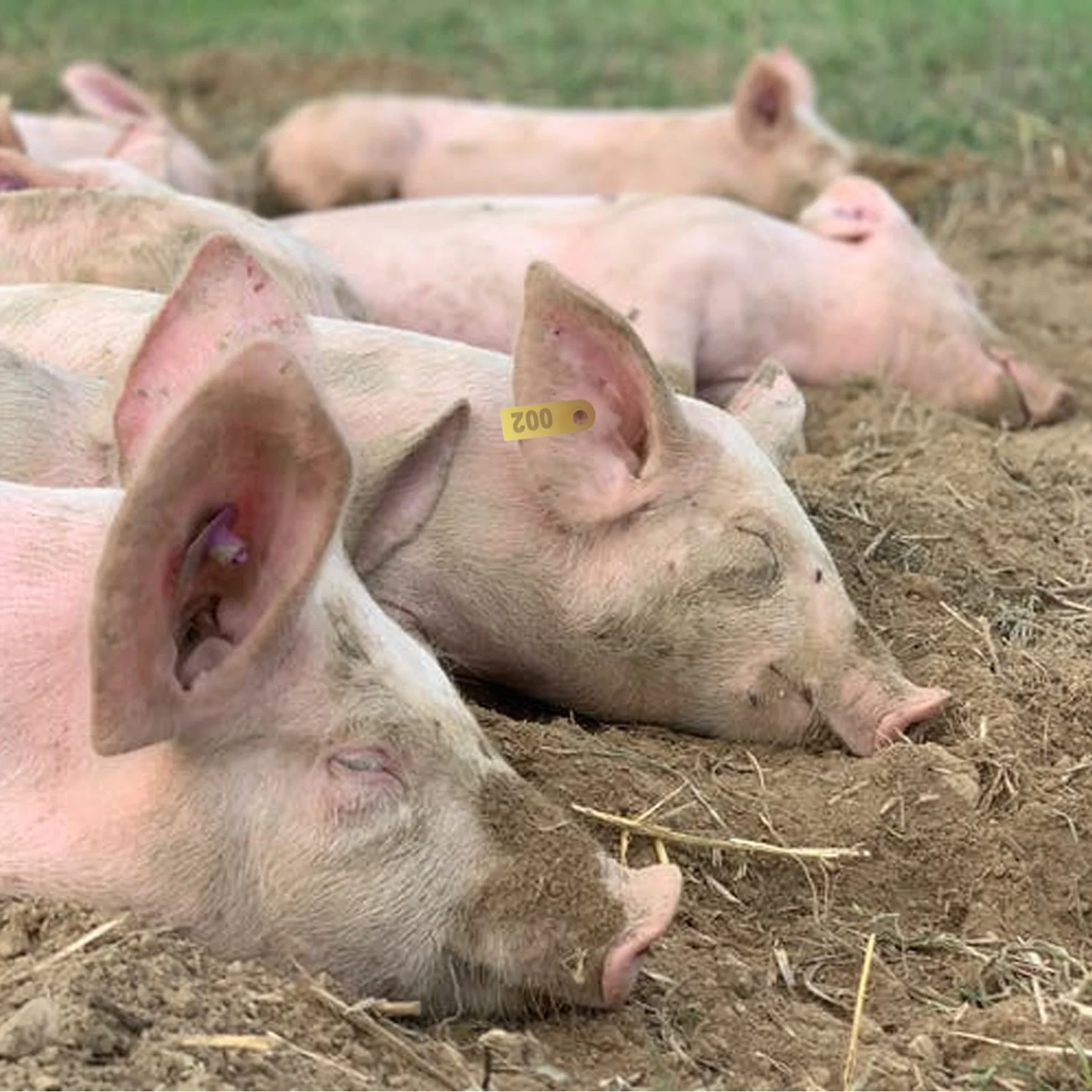 100 szt. znaczków dla zwierząt gospodarskich, kolczyki dla byd, kozi, świń, zabezpieczone przed zdejmowaniem, kontrola chorob, identyfikacja zwierząt gospodarskich
